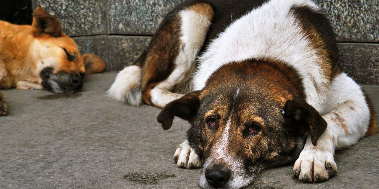 CHP'li İzmit Belediyesi barınak yapımı bittiğinde köpekleri toplayacağını açıkladı